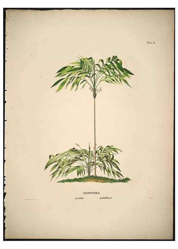 Reproducción/Reproduction 49784961653: Historia naturalis palmarum. Lipsiae: T.O. Weigel, [1823-50]. 