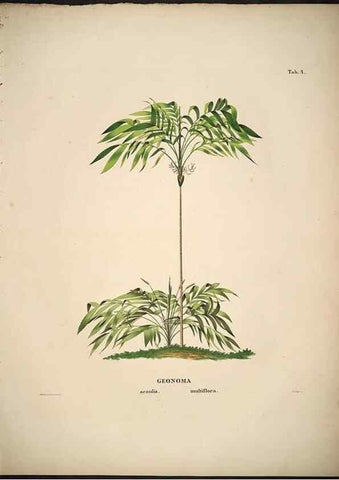 Reproducción/Reproduction 49784961653: Historia naturalis palmarum. Lipsiae: T.O. Weigel, [1823-50]. 