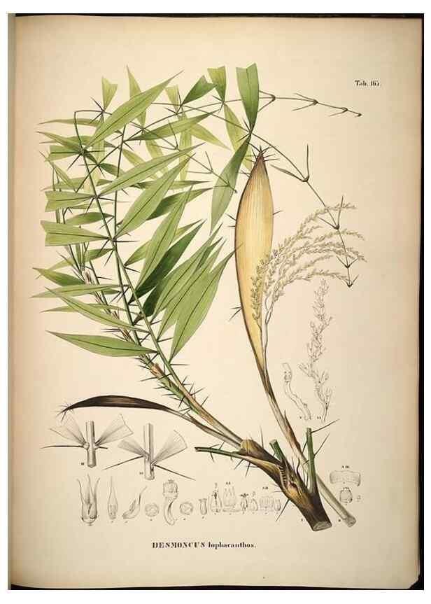 Reproducción/Reproduction 49785393557: Historia naturalis palmarum. Lipsiae: T.O. Weigel, [1823-50]. 