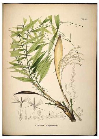 Reproducción/Reproduction 49785393557: Historia naturalis palmarum. Lipsiae: T.O. Weigel, [1823-50]. 