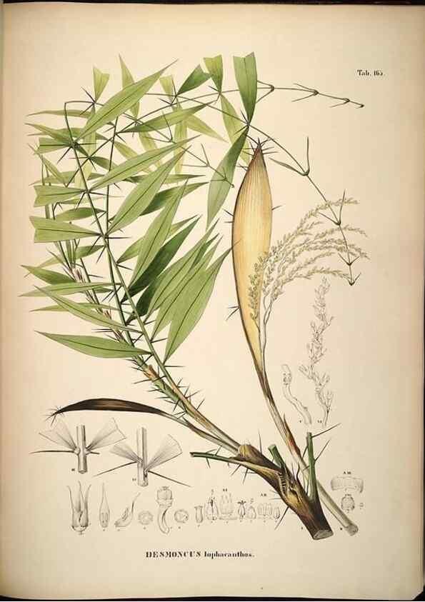 Reproducción/Reproduction 49785393557: Historia naturalis palmarum. Lipsiae: T.O. Weigel, [1823-50]. 