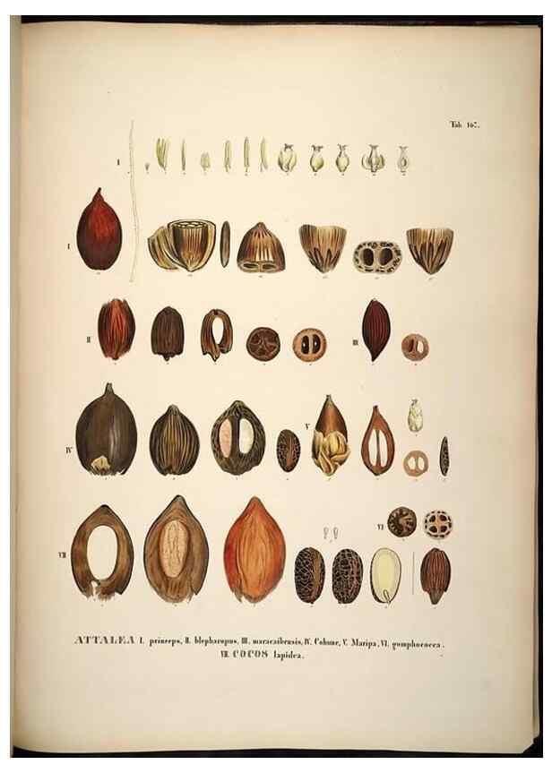 Reproducción/Reproduction 49785072501: Historia naturalis palmarum. Lipsiae: T.O. Weigel, [1823-50]. 