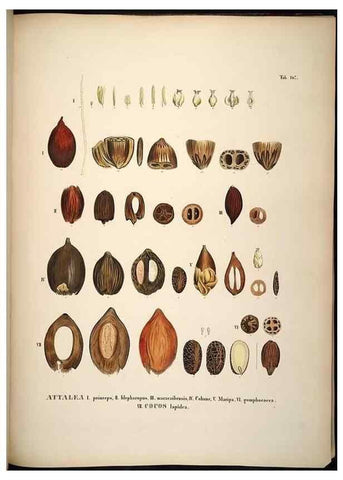 Reproducción/Reproduction 49785072501: Historia naturalis palmarum. Lipsiae: T.O. Weigel, [1823-50]. 