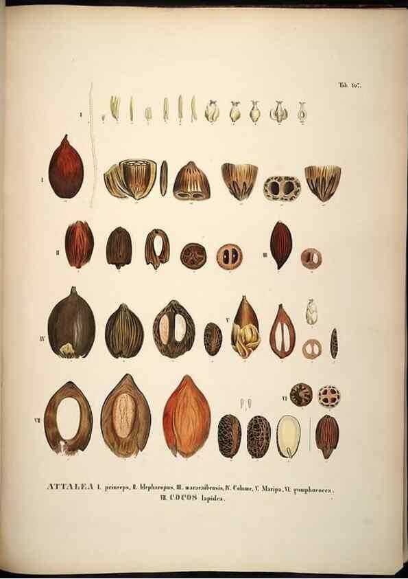 Reproducción/Reproduction 49785072501: Historia naturalis palmarum. Lipsiae: T.O. Weigel, [1823-50]. 