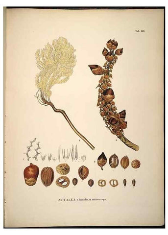 Reproducción/Reproduction 49784536108: Historia naturalis palmarum. Lipsiae: T.O. Weigel, [1823-50]. 