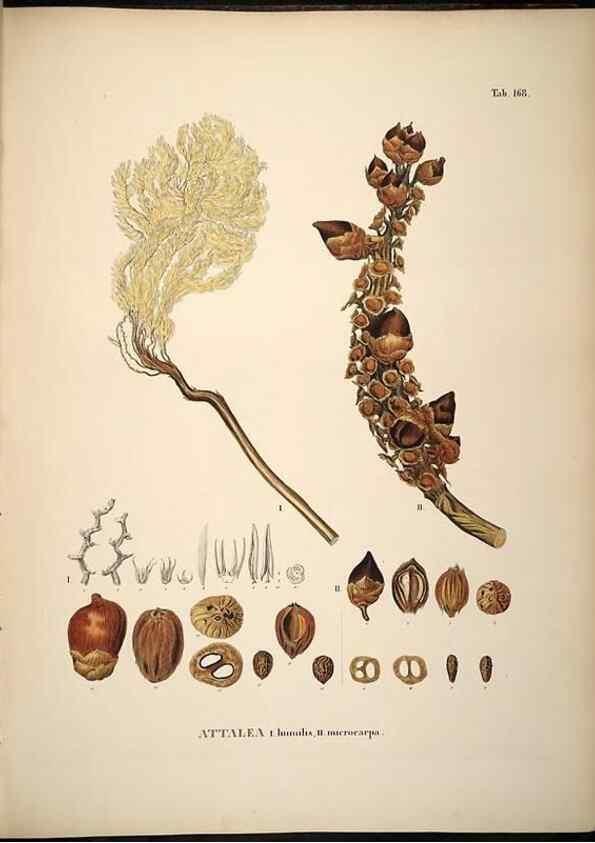 Reproducción/Reproduction 49784536108: Historia naturalis palmarum. Lipsiae: T.O. Weigel, [1823-50]. 