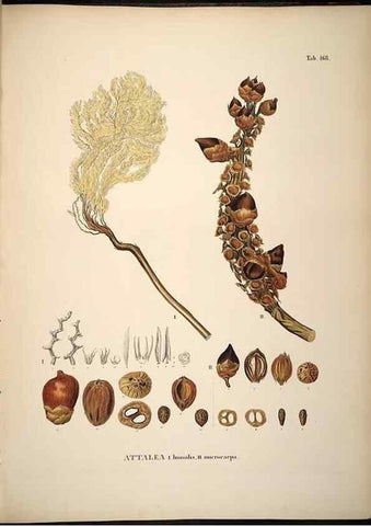 Reproducción/Reproduction 49784536108: Historia naturalis palmarum. Lipsiae: T.O. Weigel, [1823-50]. 