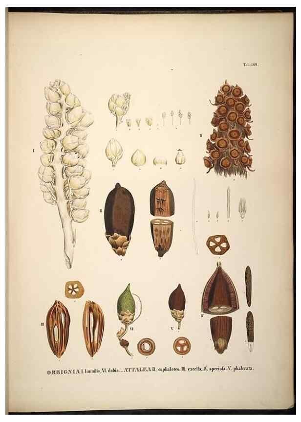 Reproducción/Reproduction 49785394577: Historia naturalis palmarum. Lipsiae: T.O. Weigel, [1823-50]. 