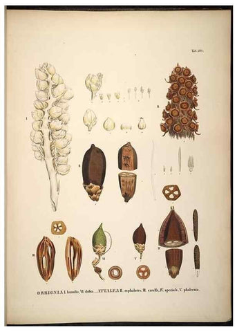 Reproducción/Reproduction 49785394577: Historia naturalis palmarum. Lipsiae: T.O. Weigel, [1823-50]. 
