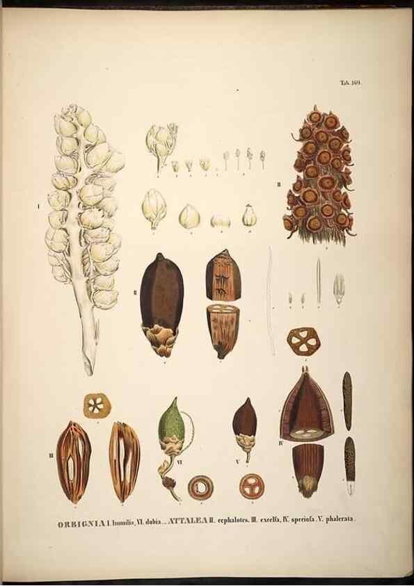 Reproducción/Reproduction 49785394577: Historia naturalis palmarum. Lipsiae: T.O. Weigel, [1823-50]. 