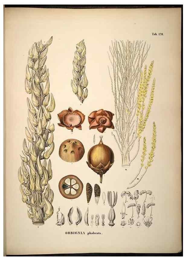 Reproducción/Reproduction 49785073296: Historia naturalis palmarum. Lipsiae: T.O. Weigel, [1823-50]. 