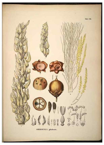 Reproducción/Reproduction 49785073296: Historia naturalis palmarum. Lipsiae: T.O. Weigel, [1823-50]. 