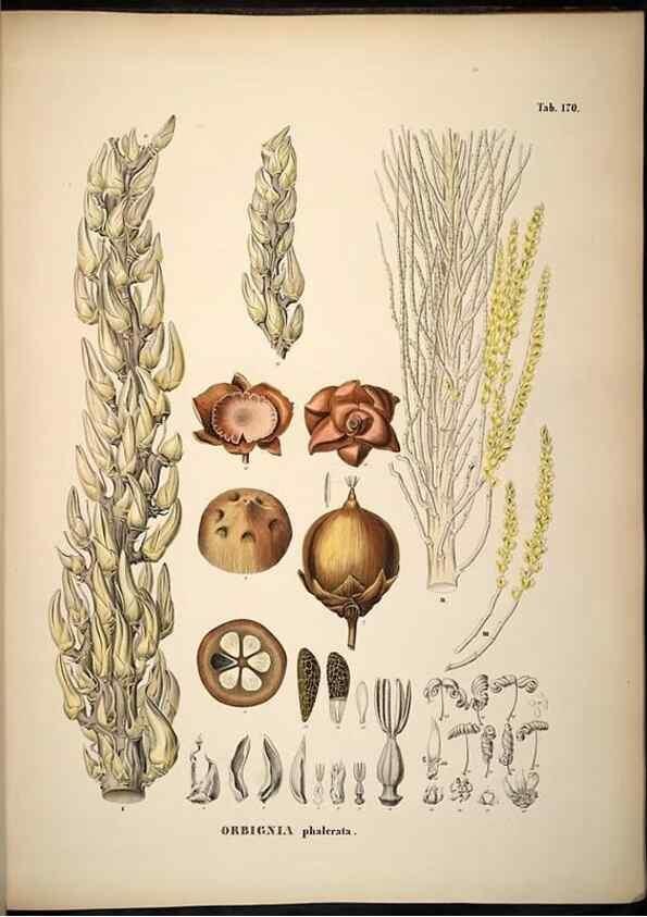 Reproducción/Reproduction 49785073296: Historia naturalis palmarum. Lipsiae: T.O. Weigel, [1823-50]. 