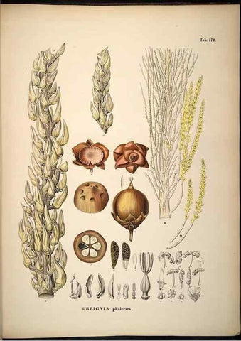 Reproducción/Reproduction 49785073296: Historia naturalis palmarum. Lipsiae: T.O. Weigel, [1823-50]. 