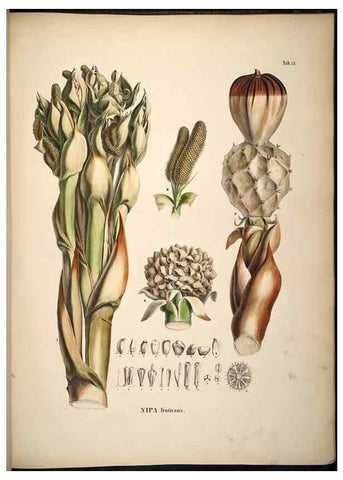Reproducción/Reproduction 49785395022: Historia naturalis palmarum. Lipsiae: T.O. Weigel, [1823-50]. 