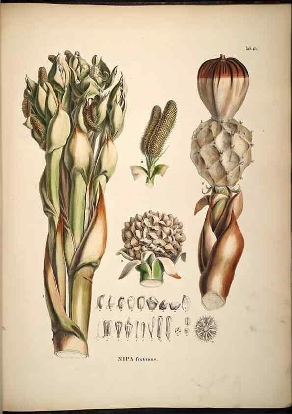 Reproducción/Reproduction 49785395022: Historia naturalis palmarum. Lipsiae: T.O. Weigel, [1823-50]. 