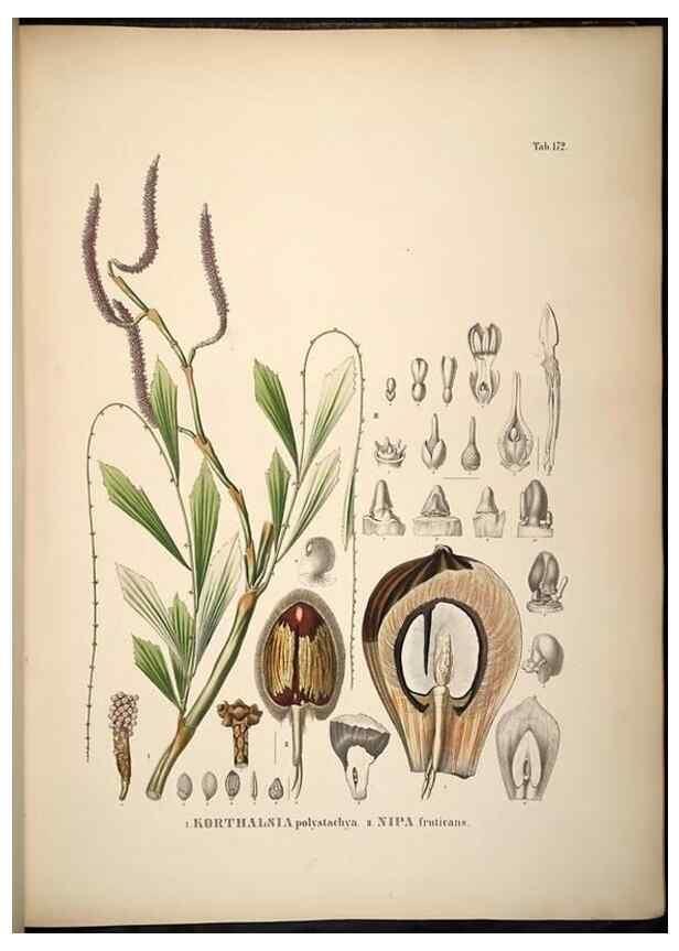Reproducción/Reproduction 49784537093: Historia naturalis palmarum. Lipsiae: T.O. Weigel, [1823-50]. 