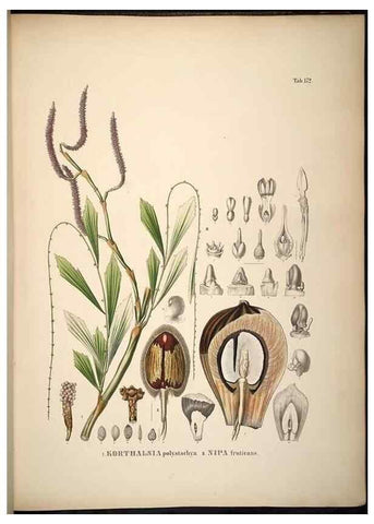 Reproducción/Reproduction 49784537093: Historia naturalis palmarum. Lipsiae: T.O. Weigel, [1823-50]. 