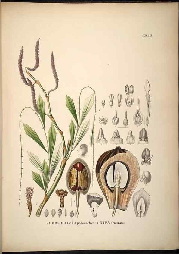 Reproducción/Reproduction 49784537093: Historia naturalis palmarum. Lipsiae: T.O. Weigel, [1823-50]. 