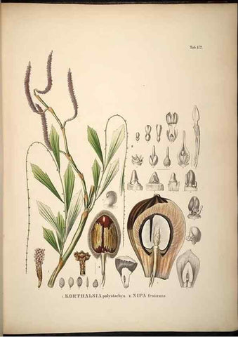 Reproducción/Reproduction 49784537093: Historia naturalis palmarum. Lipsiae: T.O. Weigel, [1823-50]. 