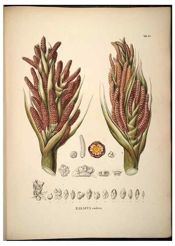 Reproducción/Reproduction 49785395582: Historia naturalis palmarum. Lipsiae: T.O. Weigel, [1823-50]. 