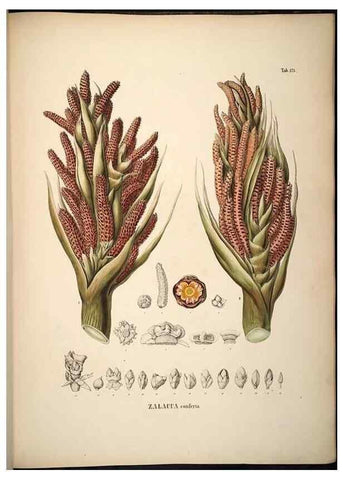 Reproducción/Reproduction 49785395582: Historia naturalis palmarum. Lipsiae: T.O. Weigel, [1823-50]. 