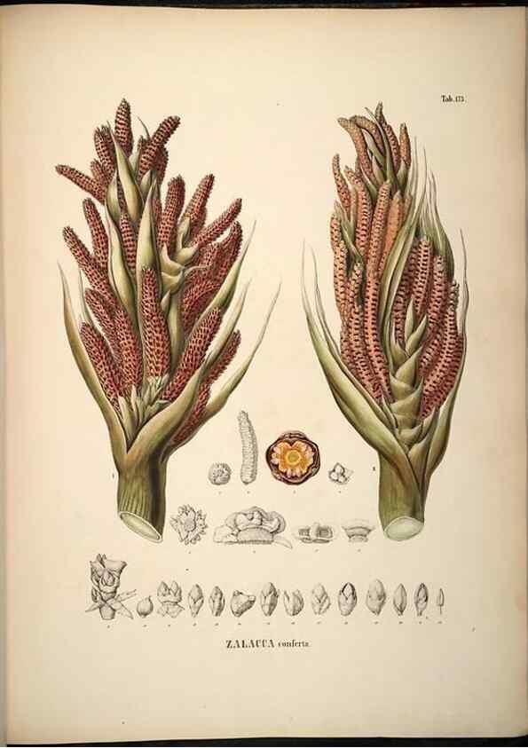 Reproducción/Reproduction 49785395582: Historia naturalis palmarum. Lipsiae: T.O. Weigel, [1823-50]. 