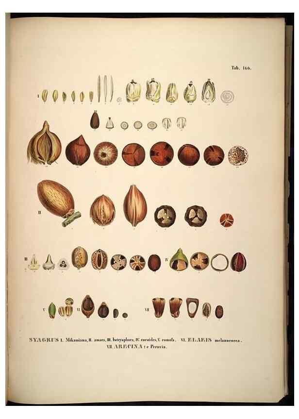 Reproducción/Reproduction 49785393797: Historia naturalis palmarum. Lipsiae: T.O. Weigel, [1823-50]. 