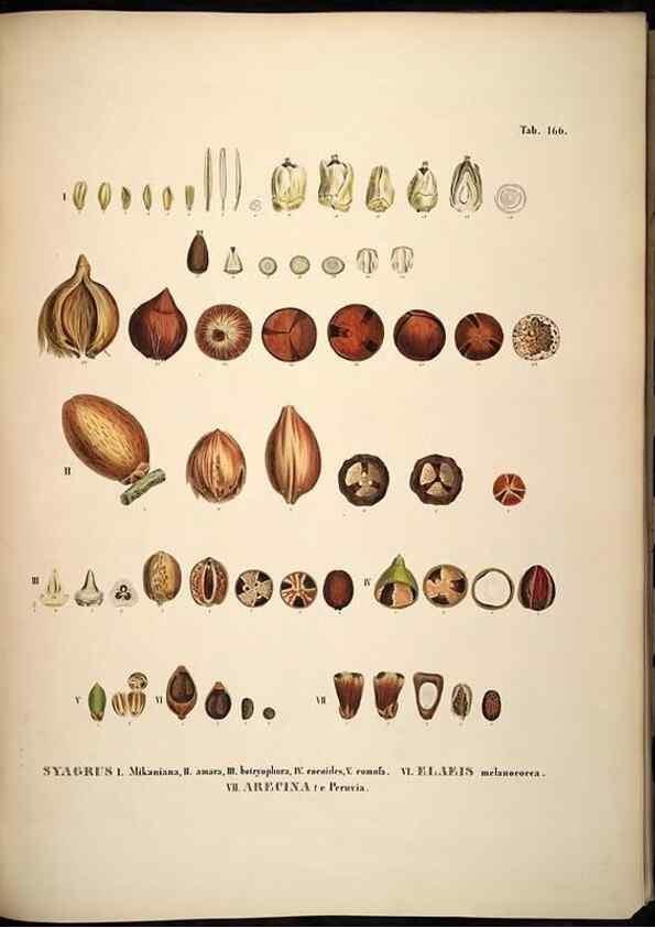 Reproducción/Reproduction 49785393797: Historia naturalis palmarum. Lipsiae: T.O. Weigel, [1823-50]. 