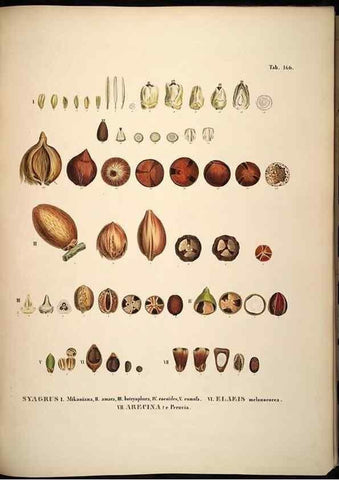 Reproducción/Reproduction 49785393797: Historia naturalis palmarum. Lipsiae: T.O. Weigel, [1823-50]. 