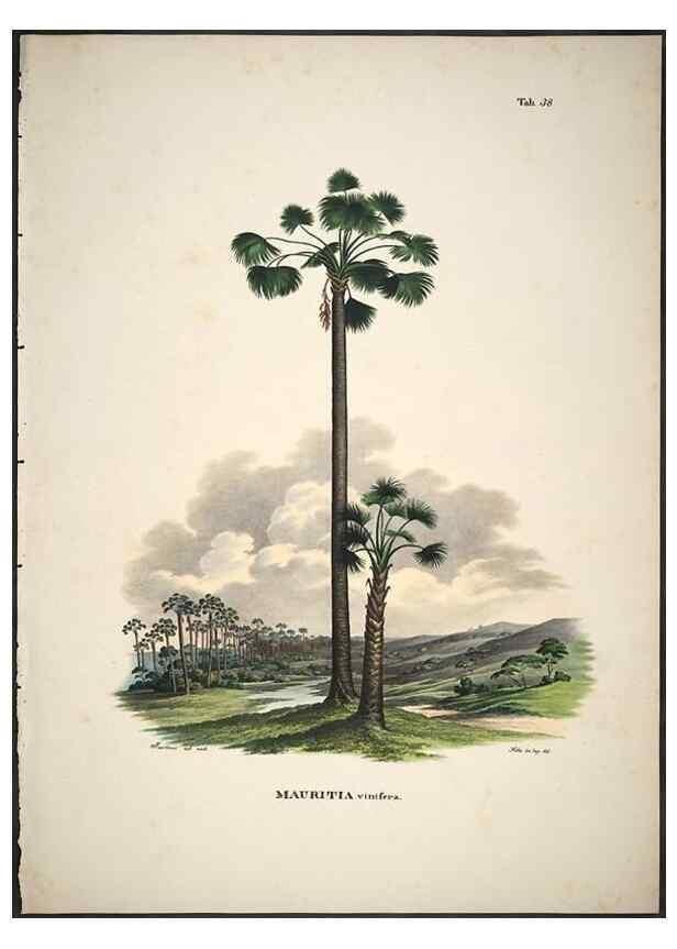 Reproducción/Reproduction 49785967472: Historia naturalis palmarum. Lipsiae: T.O. Weigel, [1823-50]. 