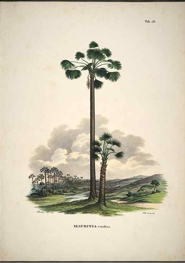 Reproducción/Reproduction 49785967472: Historia naturalis palmarum. Lipsiae: T.O. Weigel, [1823-50]. 