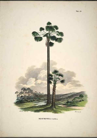 Reproducción/Reproduction 49785967472: Historia naturalis palmarum. Lipsiae: T.O. Weigel, [1823-50]. 