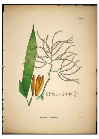 Reproducción/Reproduction 49784962008: Historia naturalis palmarum. Lipsiae: T.O. Weigel, [1823-50]. 