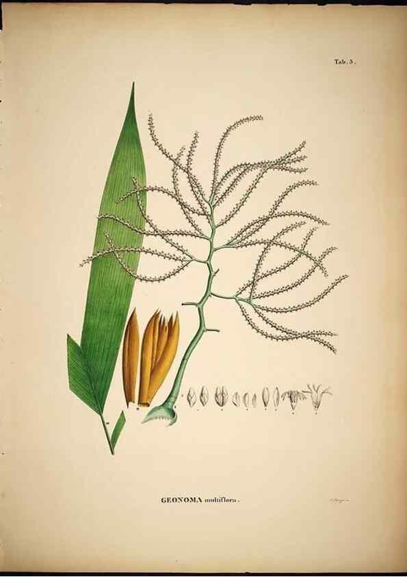 Reproducción/Reproduction 49784962008: Historia naturalis palmarum. Lipsiae: T.O. Weigel, [1823-50]. 