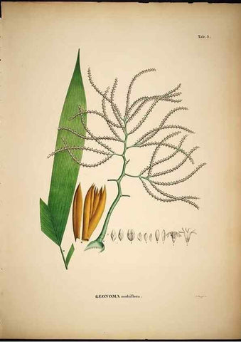 Reproducción/Reproduction 49784962008: Historia naturalis palmarum. Lipsiae: T.O. Weigel, [1823-50]. 