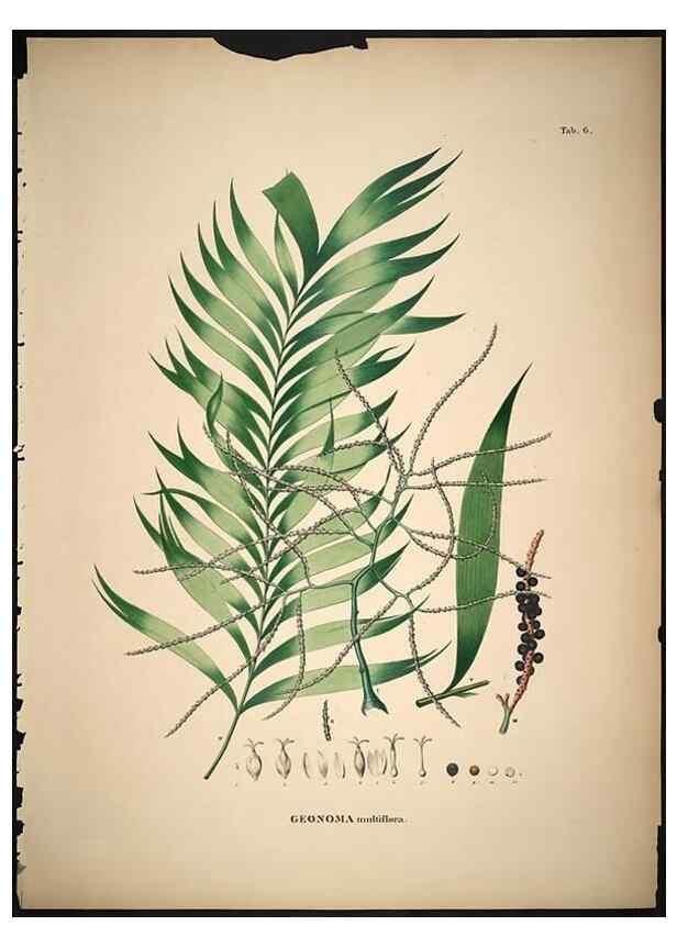 Reproducción/Reproduction 49785497796: Historia naturalis palmarum. Lipsiae: T.O. Weigel, [1823-50]. 