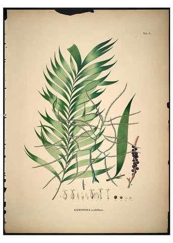 Reproducción/Reproduction 49785497796: Historia naturalis palmarum. Lipsiae: T.O. Weigel, [1823-50]. 