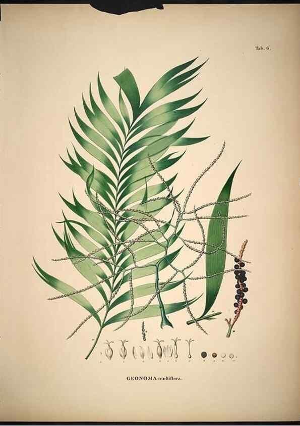 Reproducción/Reproduction 49785497796: Historia naturalis palmarum. Lipsiae: T.O. Weigel, [1823-50]. 