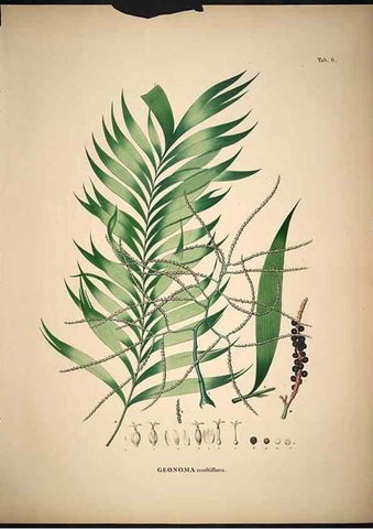 Reproducción/Reproduction 49785497796: Historia naturalis palmarum. Lipsiae: T.O. Weigel, [1823-50]. 