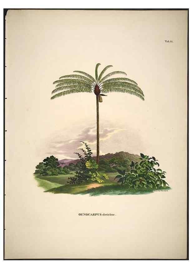 Reproducción/Reproduction 49785105493: Historia naturalis palmarum. Lipsiae: T.O. Weigel, [1823-50]. 
