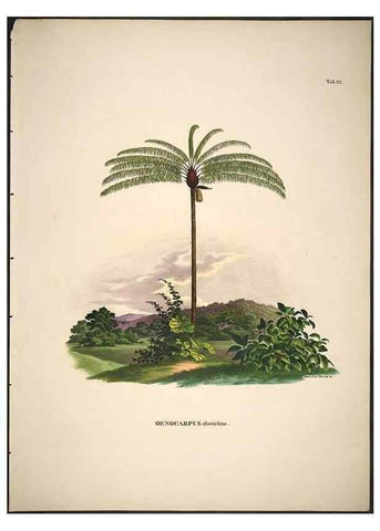 Reproducción/Reproduction 49785105493: Historia naturalis palmarum. Lipsiae: T.O. Weigel, [1823-50]. 