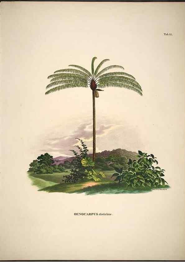 Reproducción/Reproduction 49785105493: Historia naturalis palmarum. Lipsiae: T.O. Weigel, [1823-50]. 