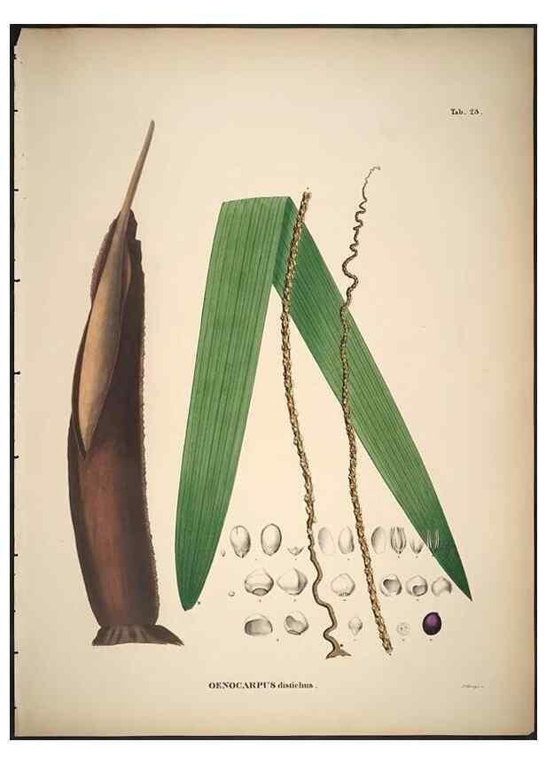 Reproducción/Reproduction 49785105683: Historia naturalis palmarum. Lipsiae: T.O. Weigel, [1823-50]. 