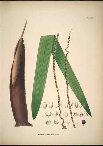 Reproducción/Reproduction 49785105683: Historia naturalis palmarum. Lipsiae: T.O. Weigel, [1823-50]. 