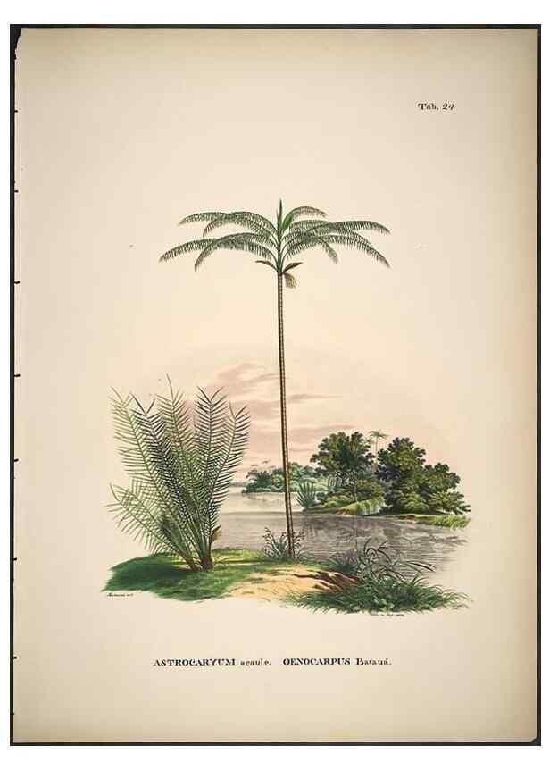 Reproducción/Reproduction 49785105958: Historia naturalis palmarum. Lipsiae: T.O. Weigel, [1823-50]. 