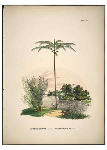 Reproducción/Reproduction 49785105958: Historia naturalis palmarum. Lipsiae: T.O. Weigel, [1823-50]. 