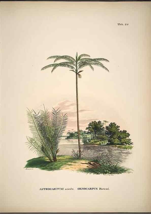 Reproducción/Reproduction 49785105958: Historia naturalis palmarum. Lipsiae: T.O. Weigel, [1823-50]. 