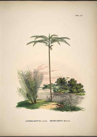Reproducción/Reproduction 49785105958: Historia naturalis palmarum. Lipsiae: T.O. Weigel, [1823-50]. 