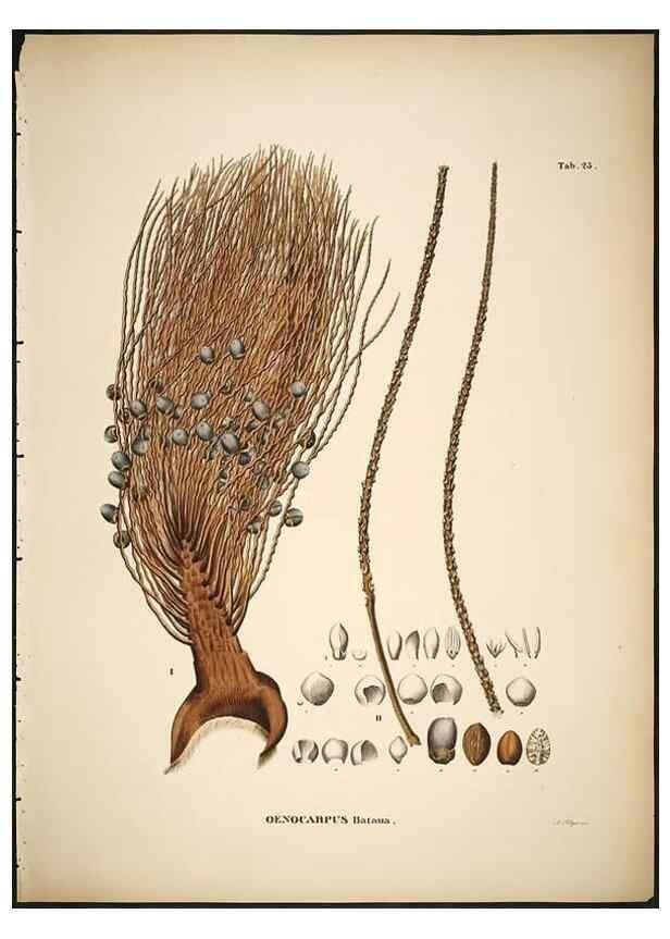 Reproducción/Reproduction 49785106283: Historia naturalis palmarum. Lipsiae: T.O. Weigel, [1823-50]. 